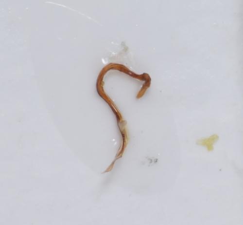 Tuponia macedonica